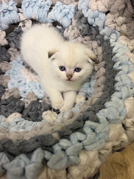 Продам котят Золотая Шиншилла