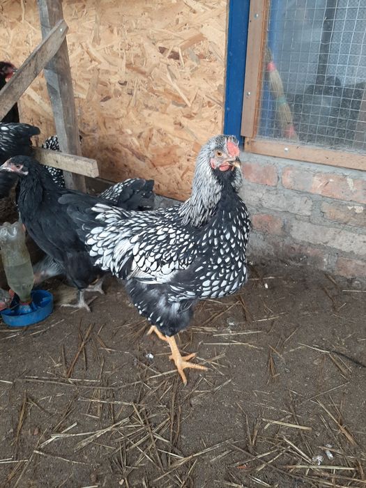 Півники Віандот 25 год