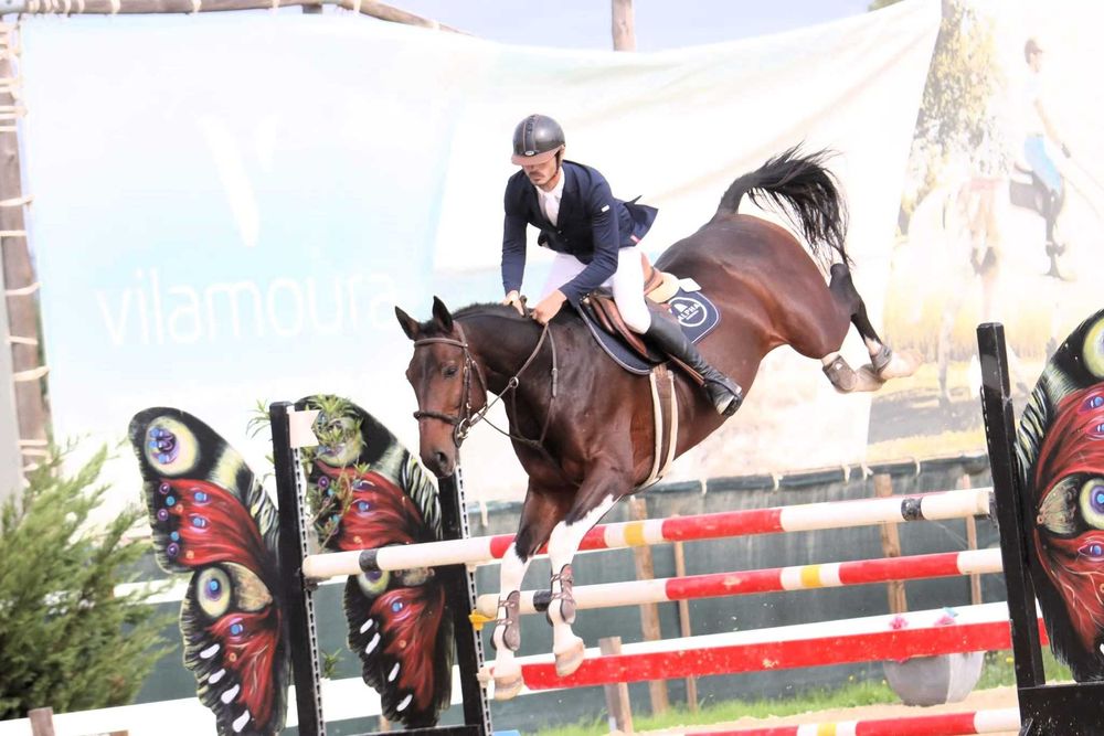Cobrições de garanhão malhado de saltos de obstáculos com genética 5*