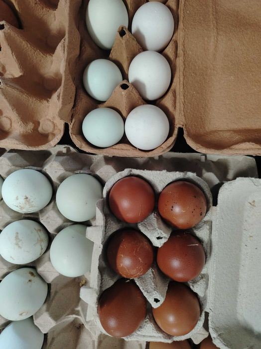 Marans / Plymouth Rock / Ayam Cemani