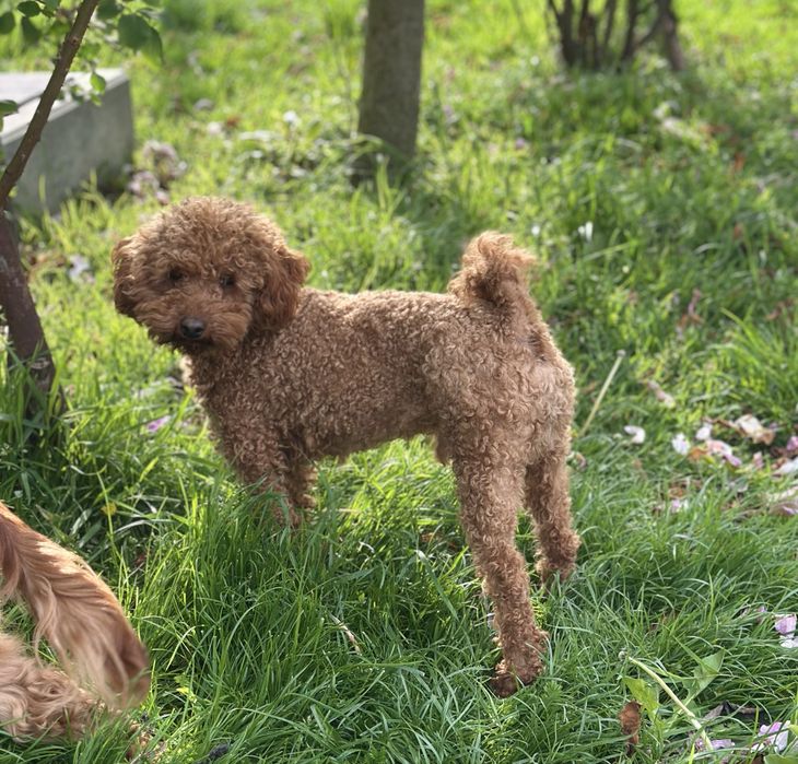 Pies Chłopak Cockapoo / Cocapoo - Cocker Spaniel + Pudel miniaturowy