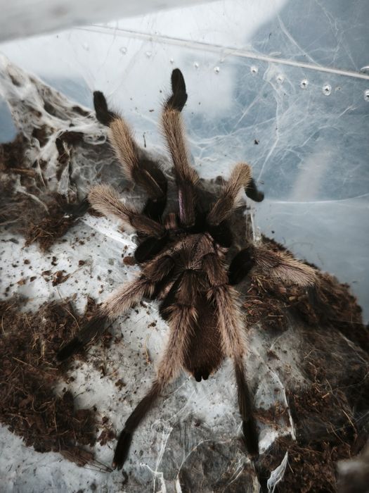 Chilobrachys natanicharum dorosły samiec