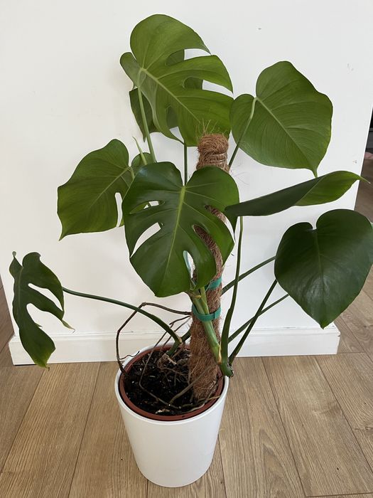Monstera deliciosa