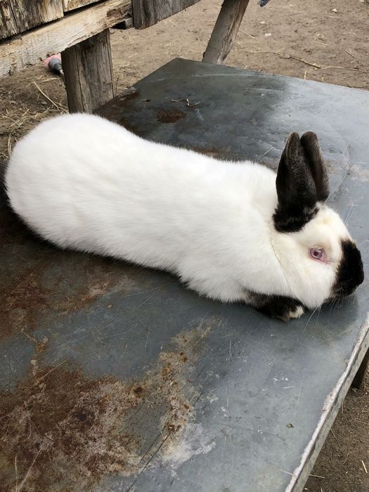 Продаю кролі.Термони. Та самка Каліфорнія
