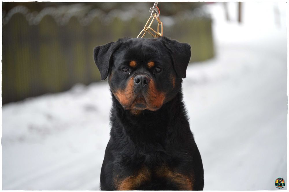 Rottweiler - Rezerwacja - suczka - Lato 2026