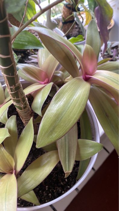 Филодендрон, кратон, традесканция, Аглонема