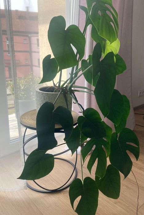 Monstera zdrowa rozłożysta w ozdobnej donicy