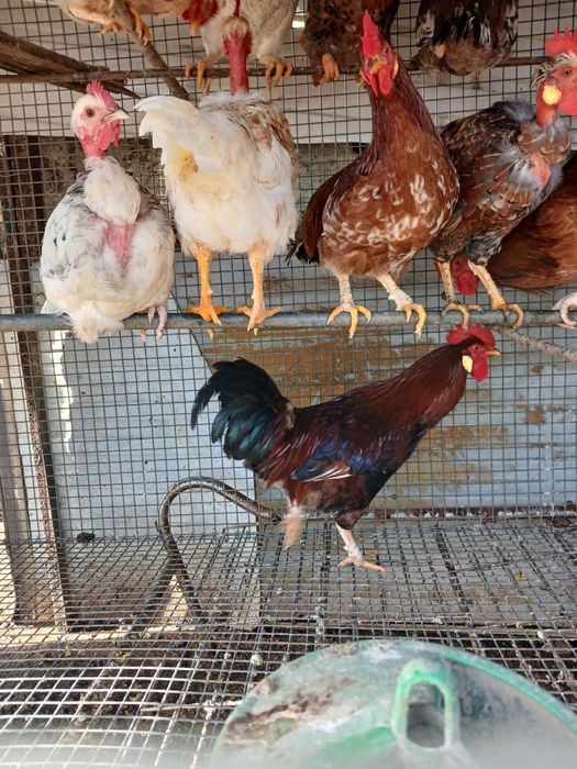 Galos e frangos do campo