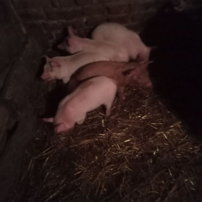 Продам малих поросят