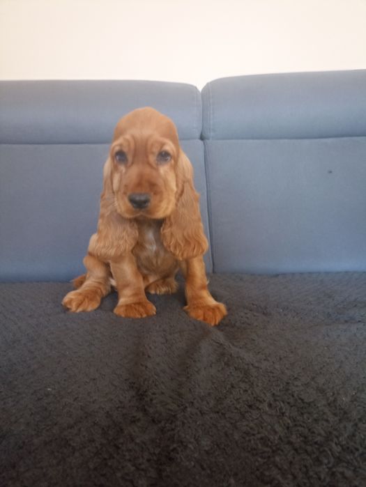 Piękne szczenie cocer spaniel Gotowe do odbioru