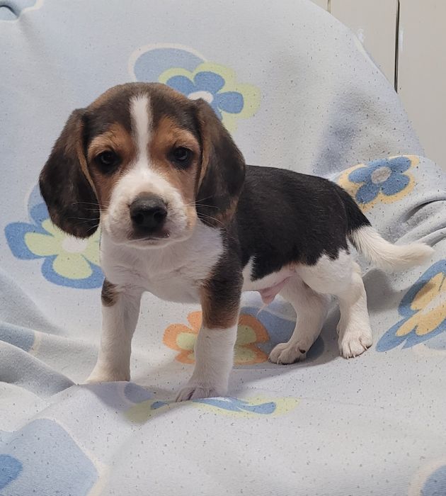 Beagle tricolor bebé