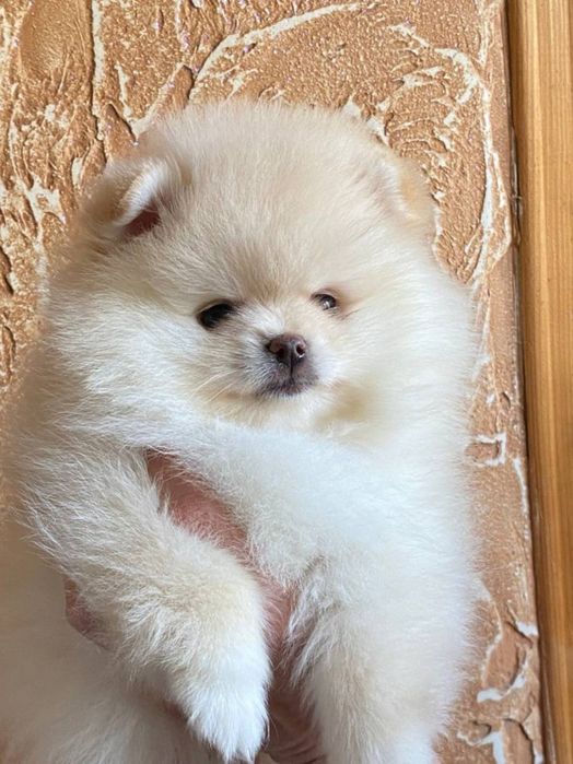 Дівчинка √ 1 померанський шпіц.