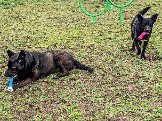 Cola - psiak radosny i energiczny