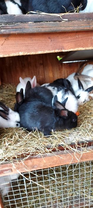 Króliki młode sprzedam