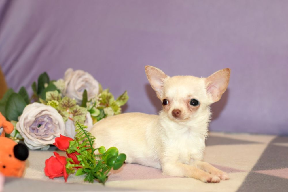 Микро мини девочка чихуахуа
