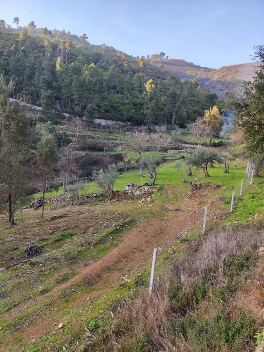 Quinta 3 Hectares Murganheira ( Tarouca )