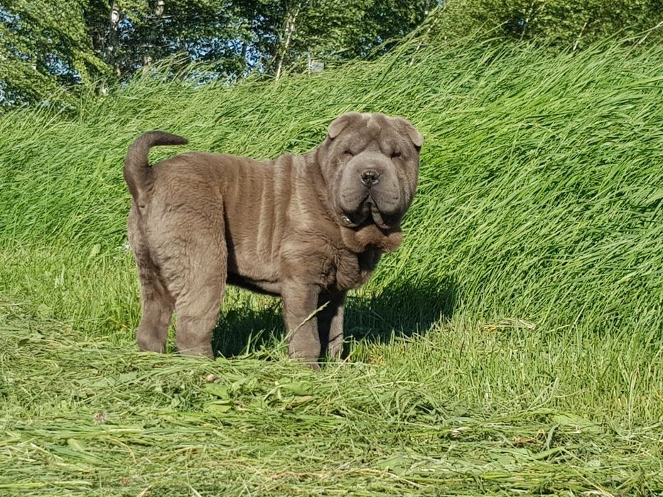 Shar pei piesek blue 5 miesięcy