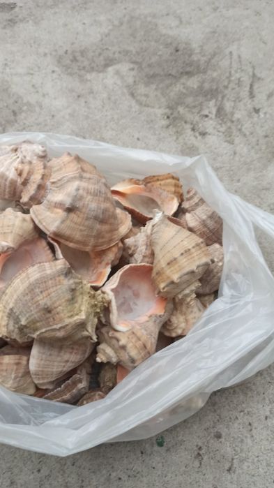 Ракушки рапан для аквариума