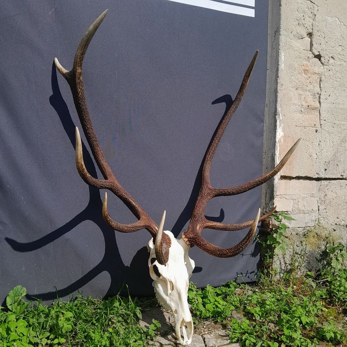 Wieniec poroże zrzuty rogi