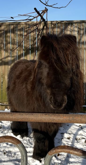 Sprzedam  pieknego kucyka szetlandzkiego