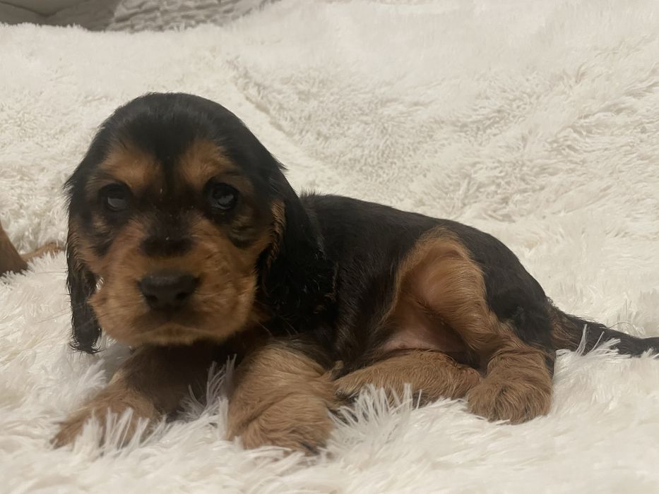 Cocker spaniel angielski
