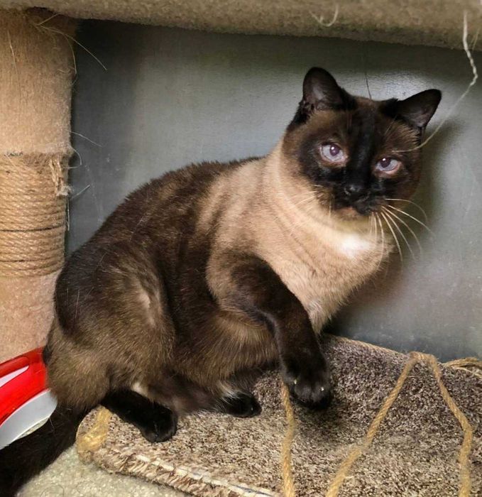 Неймовірно красива КОШЕЧКА Іззі, голубоока леді тайської породи