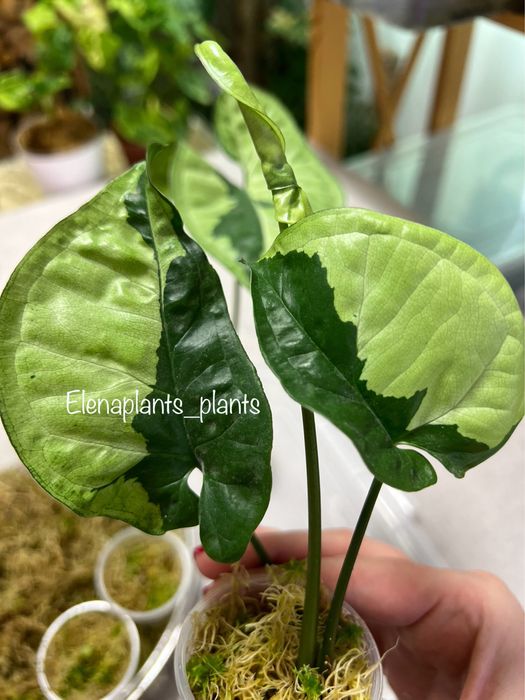 Сингониум Batik variegated, Dark Purple, Orm Nagpum, Oregano, Rayii