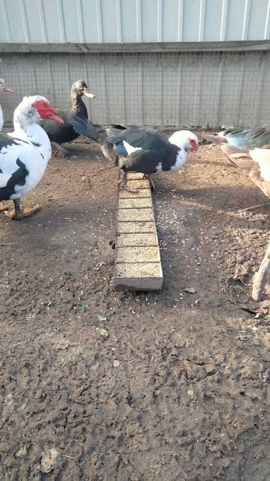 Утки на племя 2022