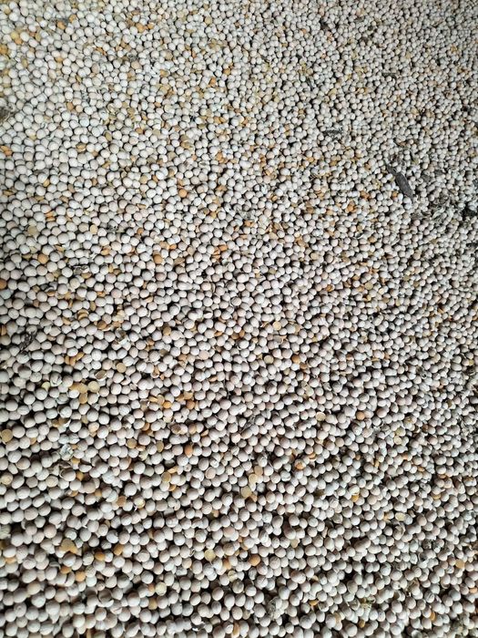 Groch ogólnoużytkowy