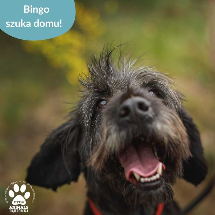 Bingo czeka na szansę - OTOZ Animals Schronisko w Dąbrówce