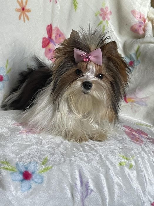 Biewer Yorkshire terrier suczka paszport