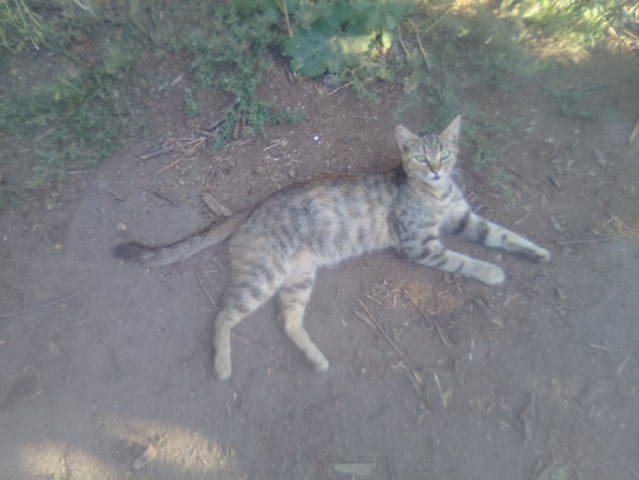 Пропала Кішка місто Дружківка винагорода за знаходження