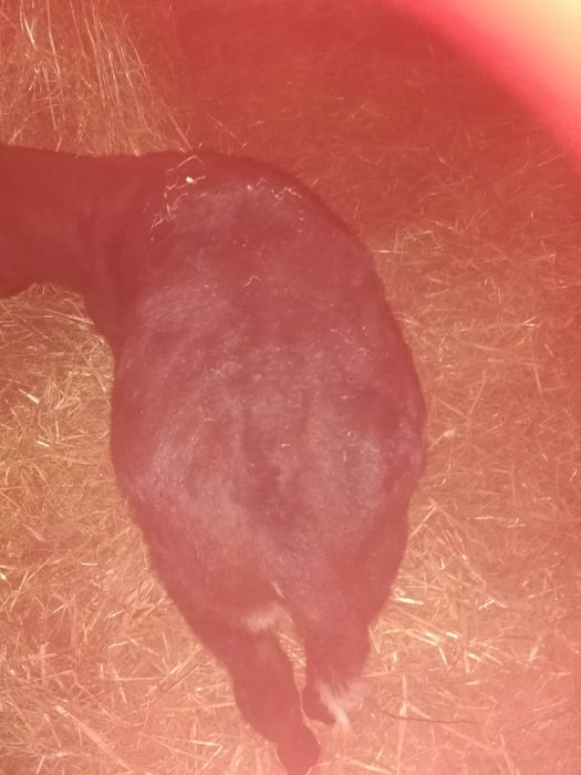 Sprzedam byczka 2 miesiąe