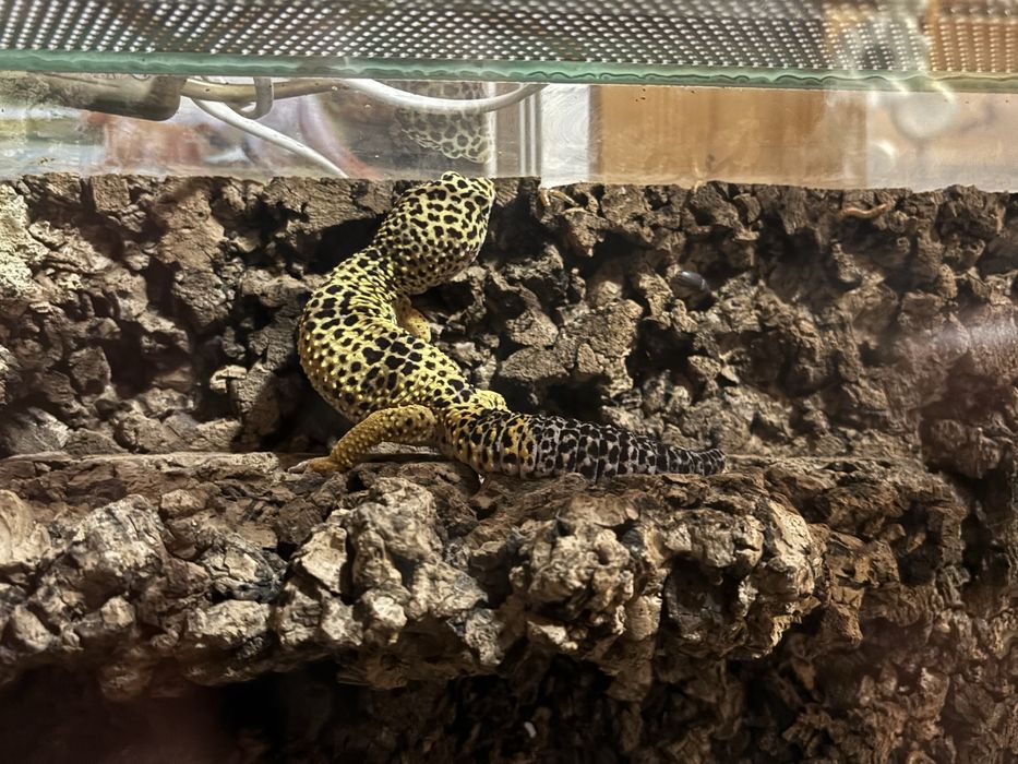 Terrarium plus dwa gekony tygrysie full zestaw