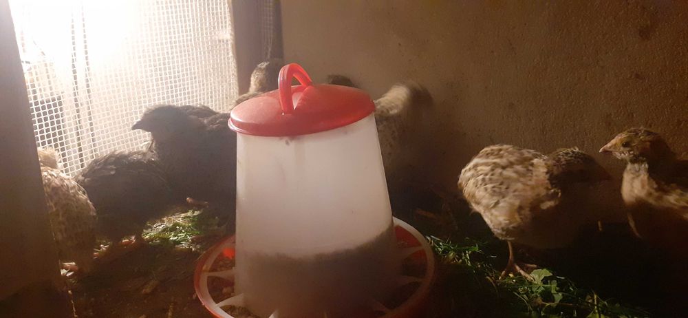 Sprzedam przepiórki