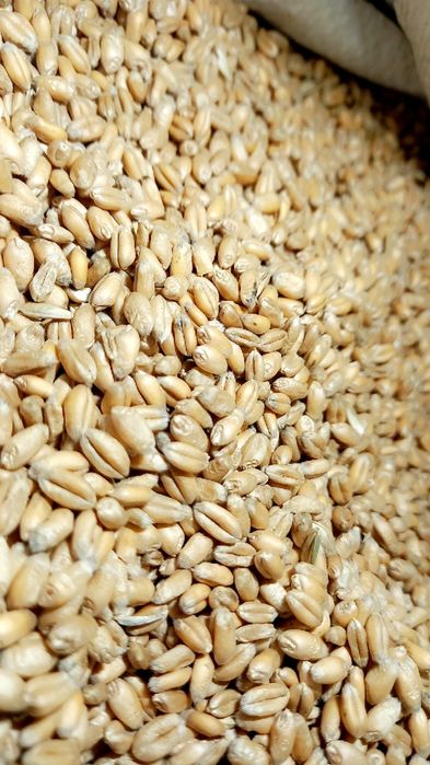 Pszenica  i Pszenżyto