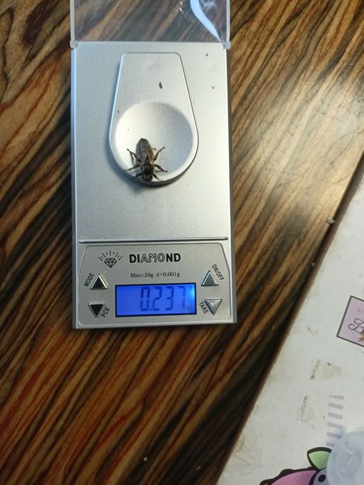 Odkłady pszczele na sezon 2026 - ramka wielkopolska