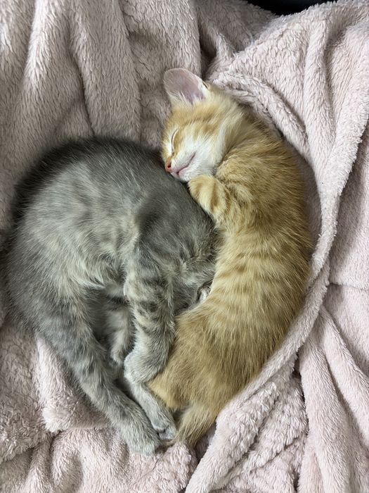 Котики, безкоштновно!!