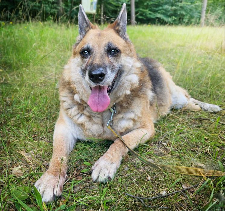 Sonia- urocza owczarkowa dama