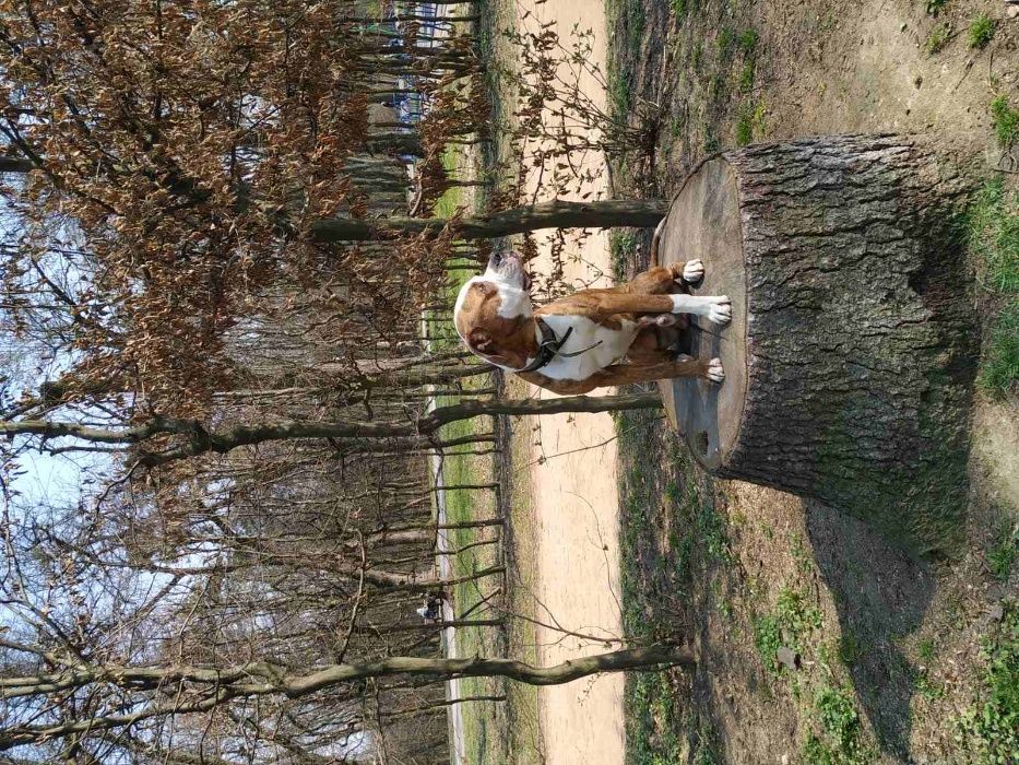 Американський бульдог Вязка