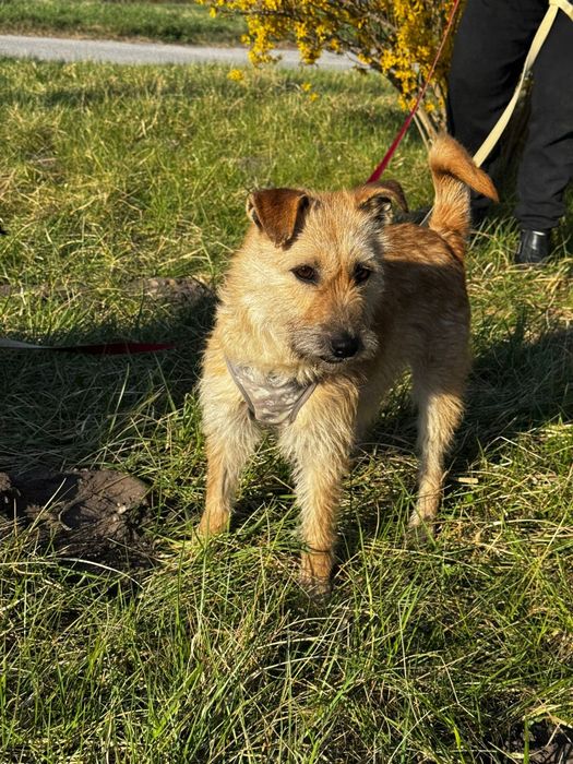Rosa 2 letnia 10 kg ,szorstkowłosa, adopcja.