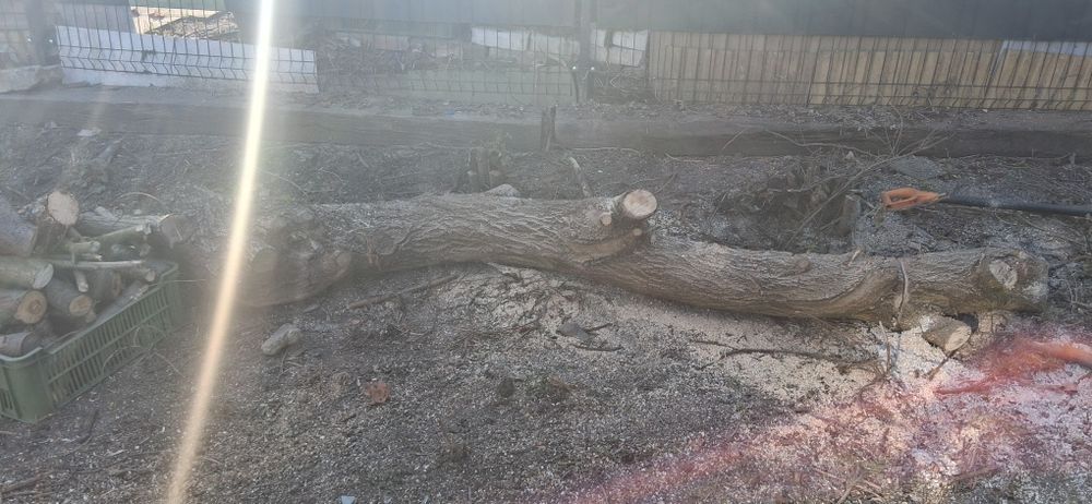 Oddam za darmo drzewo