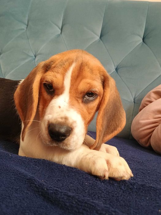 Beagle szczeniak, suczka, piesek