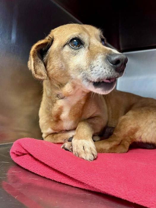 Cão adulto pequeno para adoção responsável