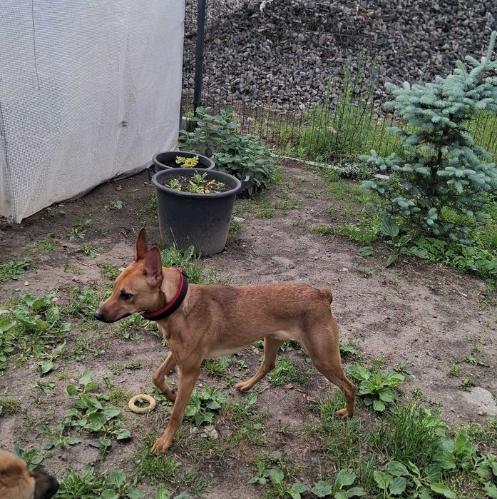 CIAPEK - cudowny, energiczny psiak do adopcji