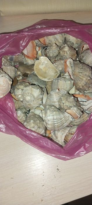 Ракушки  из Египта