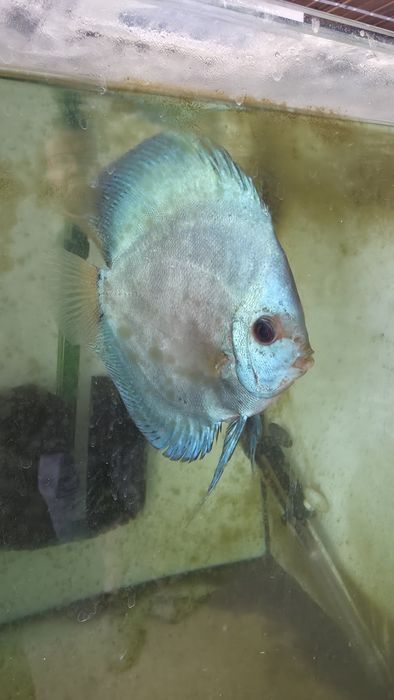 Discu Blue Diamond macho