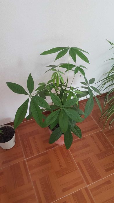 Plantas lindas com anos.oprtunidade
