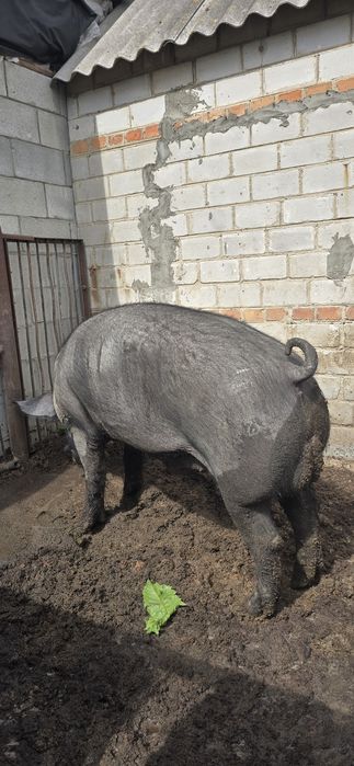 Продам робочого хряка
