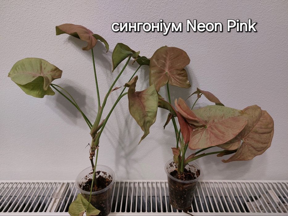 Сингоніум неон ерроу, неон пінк